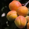 Abricotier - Prunus Armeniaca Peche De Nancy