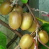 Kiwi Hayward (femelle) - Actinidia Deliciosa