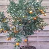 Calamondin - Citrus Madurensis (mitis)