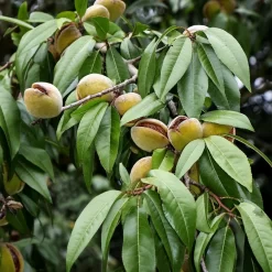 Amandier Nain Autofertile Fruit Me Almond Me - Prunus Dulcis