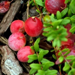 Canneberge Early Black - Vaccinium Macrocarpon - Cranberry