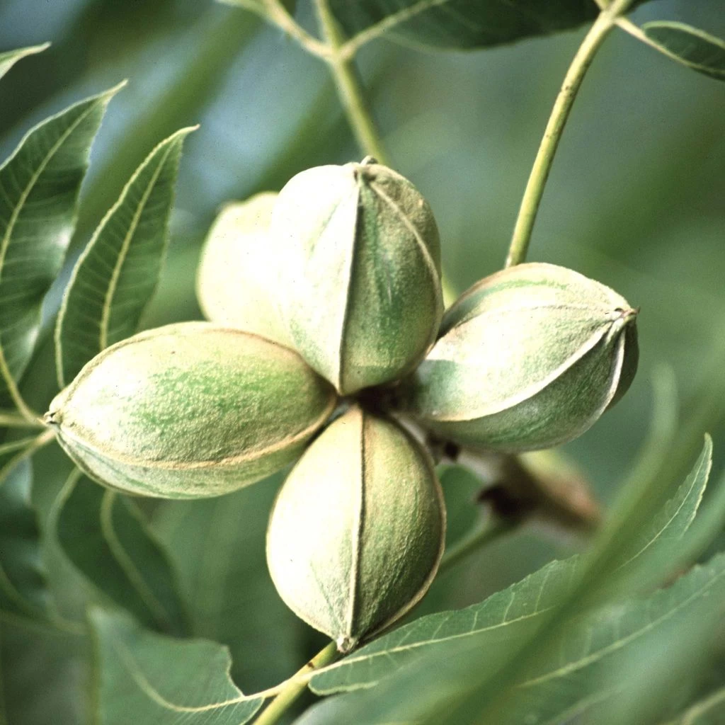 Fruitiers Soldes -Fruitiers Soldes Carya illinoinensis Noix de Pecan Pacanier 82684 1