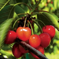 Cerisier Bigarreau Napoléon Bio