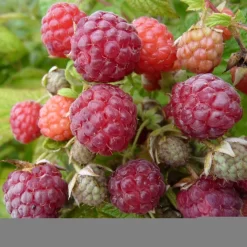 Framboisier Blissy Ou Autumn Bliss (remontant) Bio