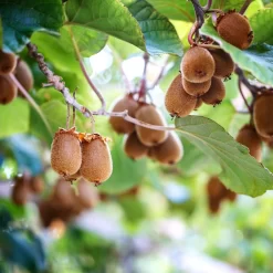 Kiwi Autofertile Herma - Actinidia Chinensis - Actinidia Deliciosa