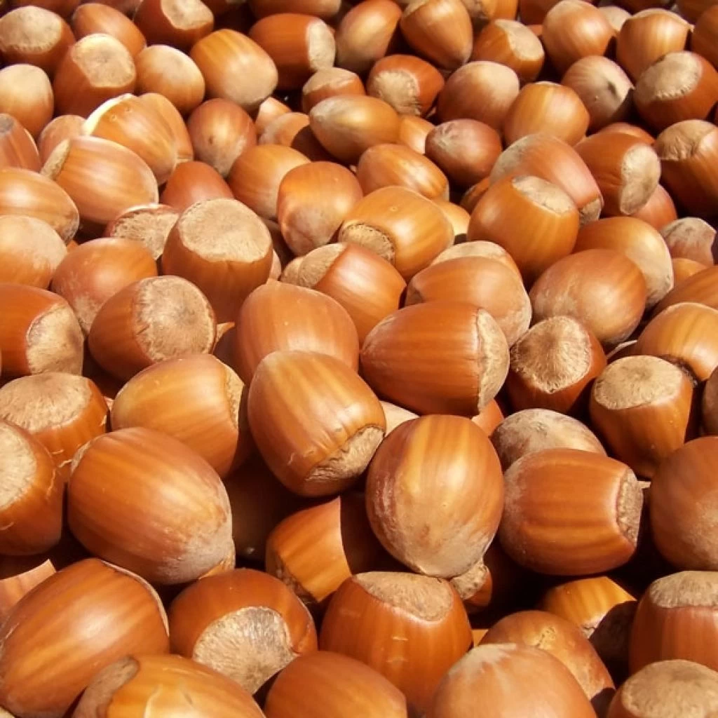 Noisetier Nottingham Frühe Ou Pearson's Prolific 1 Noisetier Nottingham Frühe Ou Pearson's Prolific