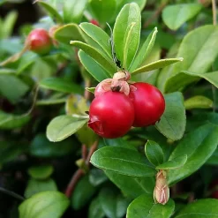 Canneberge - Cranberry - Vaccinium Macrocarpon