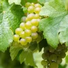 Vigne Riesling - Vitis Vinifera