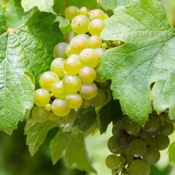 Vigne Riesling - Vitis Vinifera