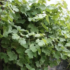 Vigne D'ornement - Vitis Vinifera Incana