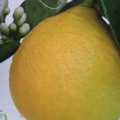 Citronnier - Citrus Limon Adamo