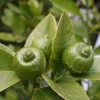 Citron Vert - Citrus Aurantifolia Mexicana