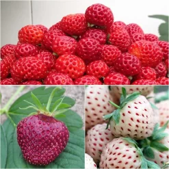 Collection De 3 Fraisiers Framberry, Cherry Berry, Pineberry