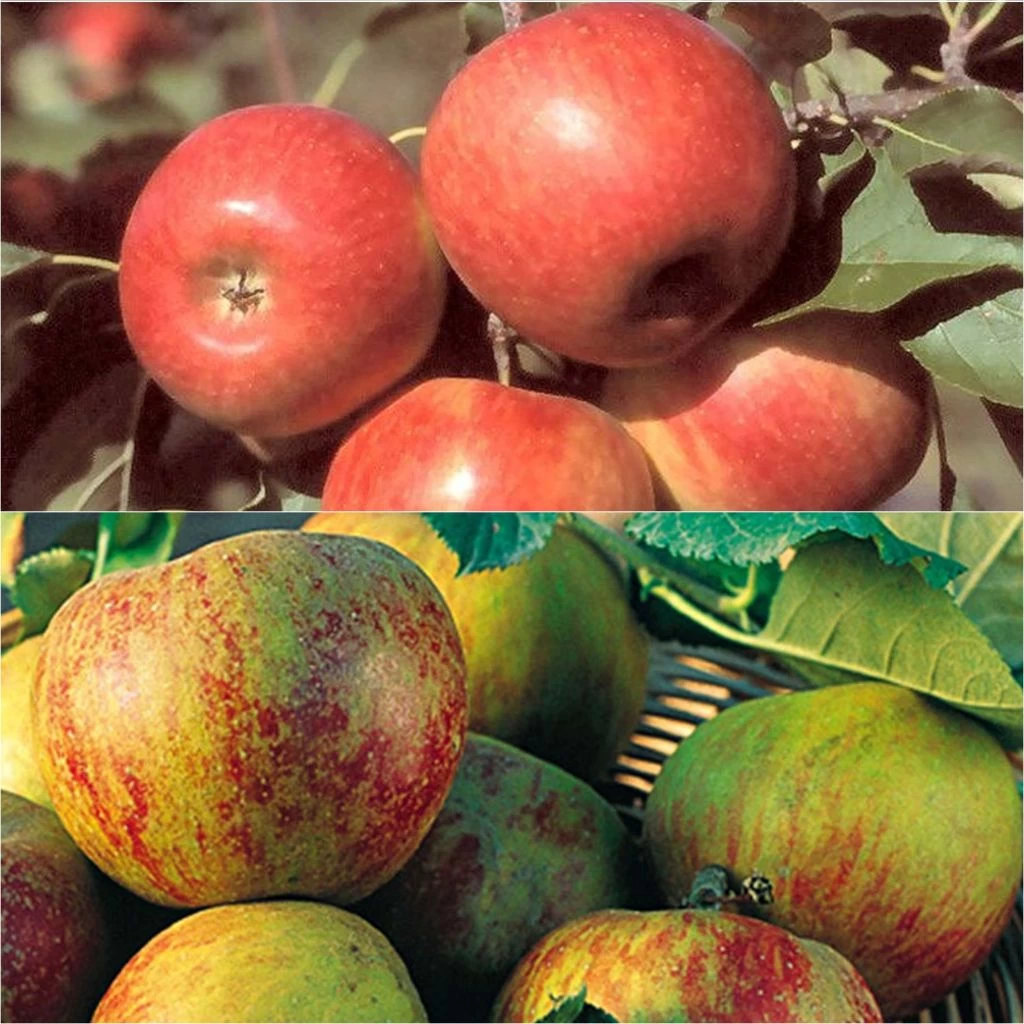 Duo Pollinisateur De Pommes Pour Vos Pâtisseries 1 Duo Pollinisateur De Pommes Pour Vos Pâtisseries