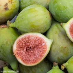 Figuier Carica Portogallo - Figuier Long Du Portugal