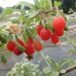 Goji Gojidelys - Lycium Barbarum
